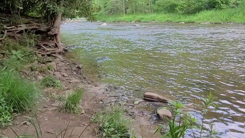 Lower Glady Dispersed Campground - Wymer, WV