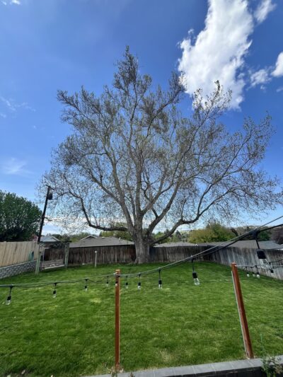 Largest Sycamore in Yakima - Yakima, WA