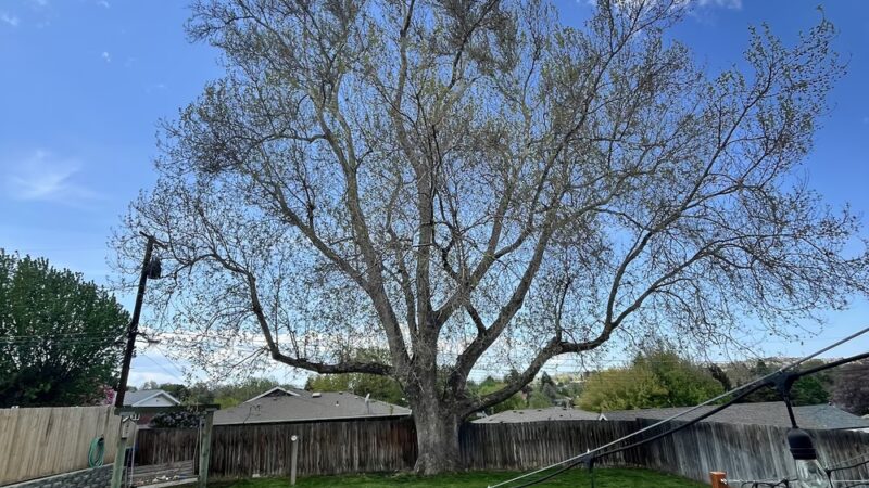 Largest Sycamore in Yakima - Yakima, WA