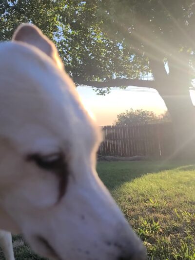Largest Sycamore in Yakima - Yakima, WA