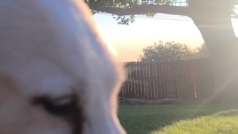 Largest Sycamore in Yakima - Yakima, WA