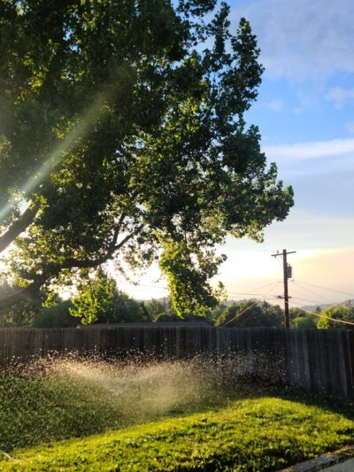 Largest Sycamore in Yakima - Yakima, WA