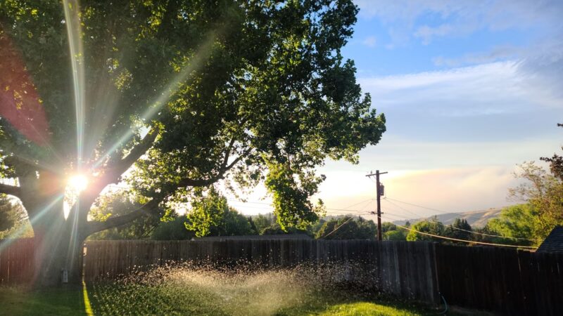 Largest Sycamore in Yakima - Yakima, WA