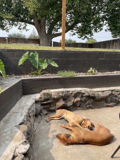 Largest Sycamore in Yakima - Yakima, WA