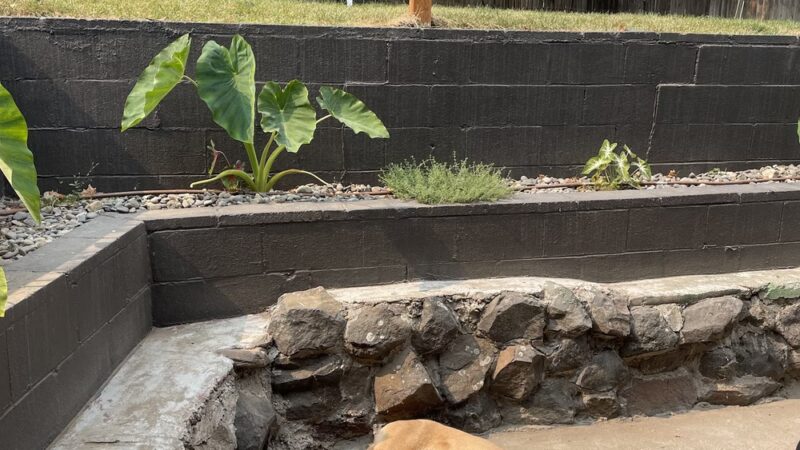 Largest Sycamore in Yakima - Yakima, WA