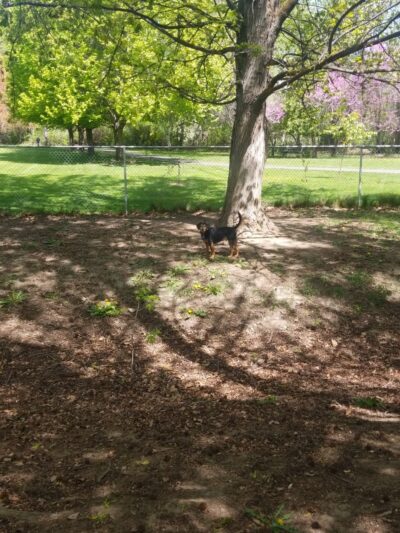 Norman & Nellie Dog Park - Yakima, WA