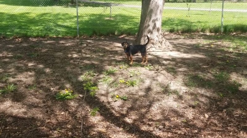 Norman & Nellie Dog Park - Yakima, WA