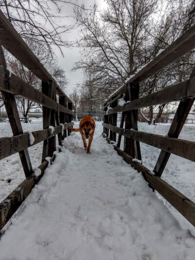 Norman & Nellie Dog Park - Yakima, WA