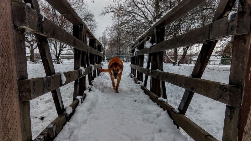 Norman & Nellie Dog Park - Yakima, WA