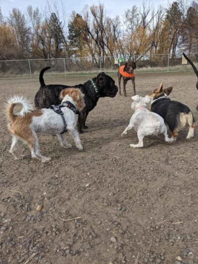 Randall Dog Park - Yakima, WA