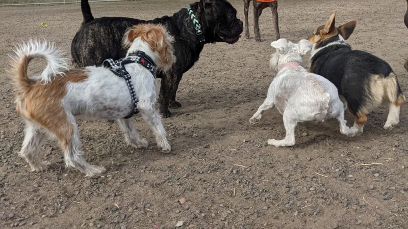 Randall Dog Park - Yakima, WA