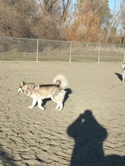 Randall Dog Park - Yakima, WA