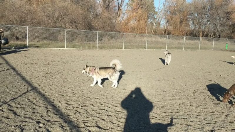 Randall Dog Park - Yakima, WA
