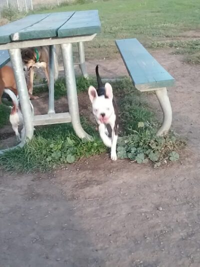 Randall Dog Park - Yakima, WA