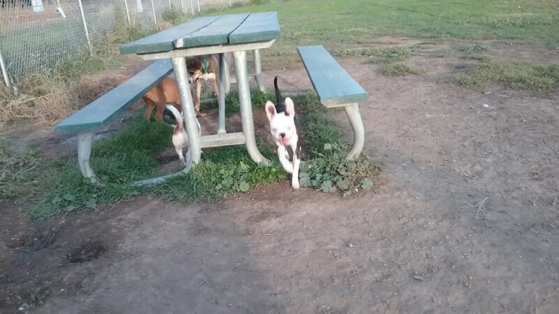 Randall Dog Park - Yakima, WA