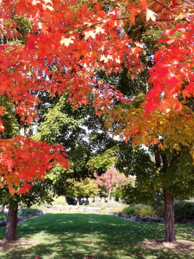 Sherman Park Dog Park - Yakima, WA
