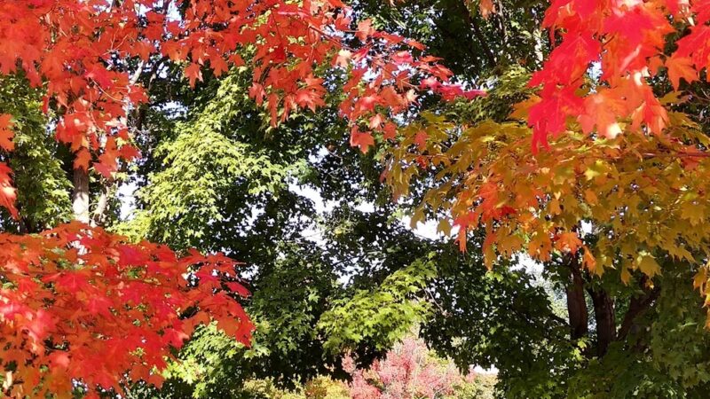 Sherman Park Dog Park - Yakima, WA