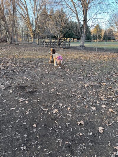 Sherman Park Dog Park - Yakima, WA