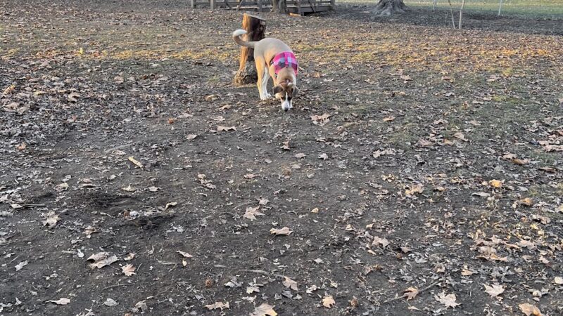 Sherman Park Dog Park - Yakima, WA