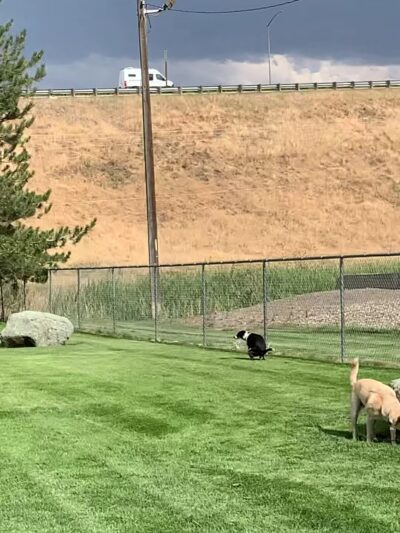 Sherman Park Dog Park - Yakima, WA