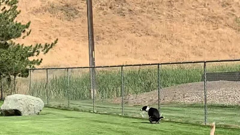 Sherman Park Dog Park - Yakima, WA