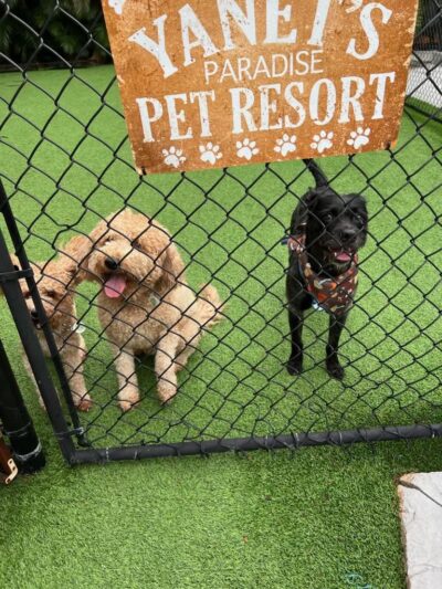 Yanet’s Paradise Pet Resort - ,