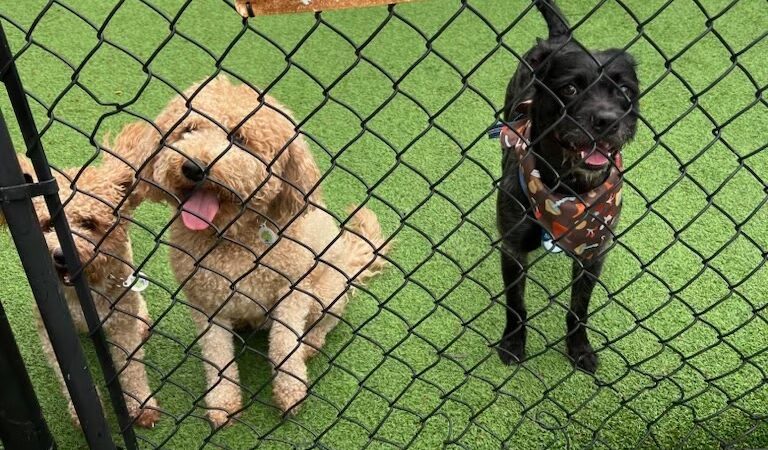 Yanet’s Paradise Pet Resort - ,