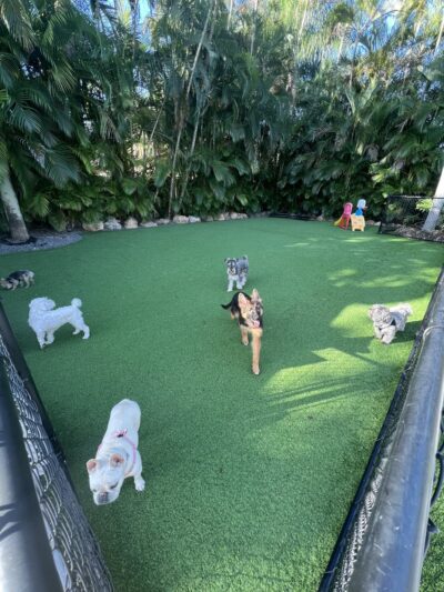 Yanet’s Paradise Pet Resort - ,