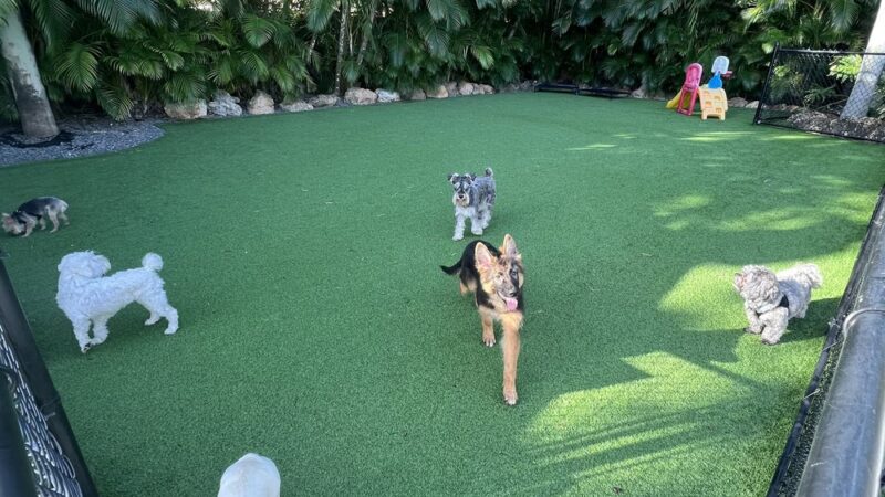 Yanet’s Paradise Pet Resort - ,