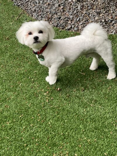 Yanet’s Paradise Pet Resort - ,