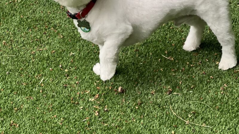 Yanet’s Paradise Pet Resort - ,