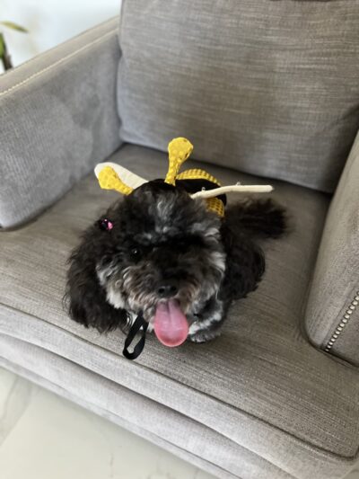 Yanet’s Paradise Pet Resort - ,