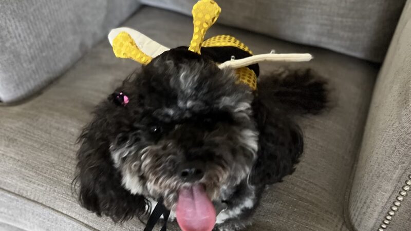 Yanet’s Paradise Pet Resort - ,