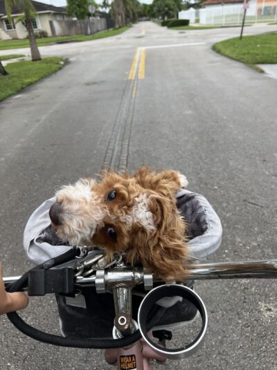 Yanet’s Paradise Pet Resort - ,