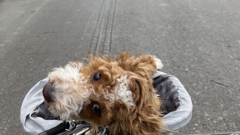 Yanet’s Paradise Pet Resort - ,