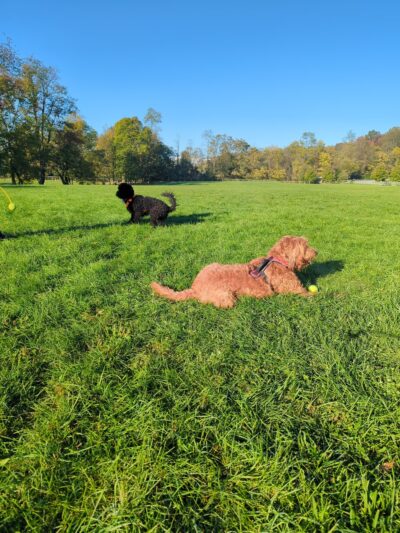 Dog Park Parking - York, PA