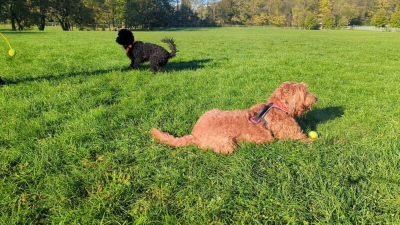 Dog Park Parking - York, PA