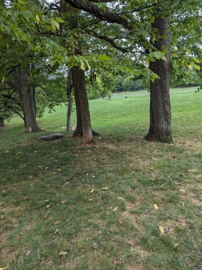 Dog Park Parking - York, PA
