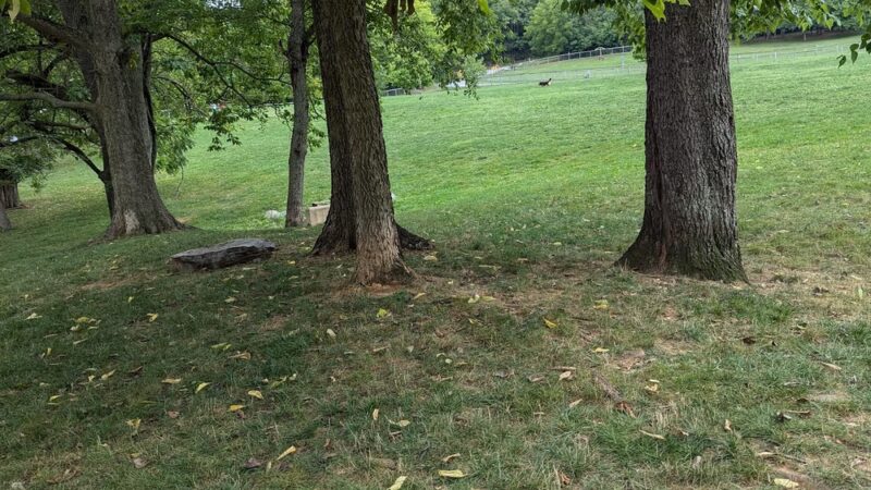 Dog Park Parking - York, PA