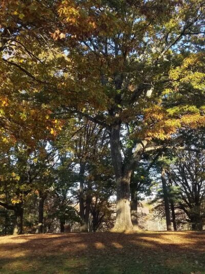 Downing Park - Yorktown Heights, NY