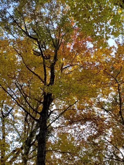 Turkey Mountain Nature Preserve - Yorktown Heights, NY