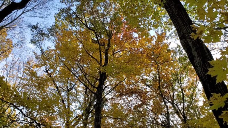 Turkey Mountain Nature Preserve - Yorktown Heights, NY