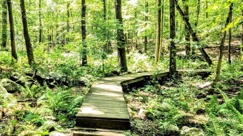 Turkey Mountain Nature Preserve - Yorktown Heights, NY