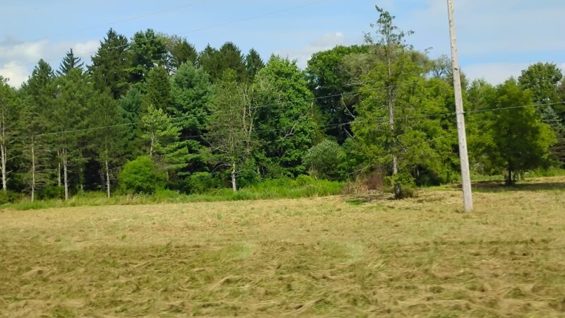 Marge Hartman’s PawsTown - Youngstown, OH