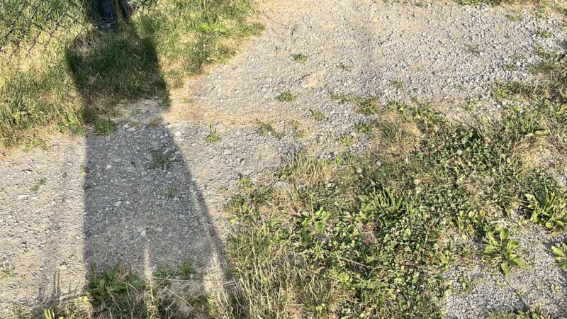 Marge Hartman’s PawsTown - Youngstown, OH