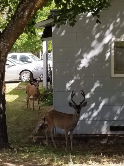 Discovery Park - Yreka, CA