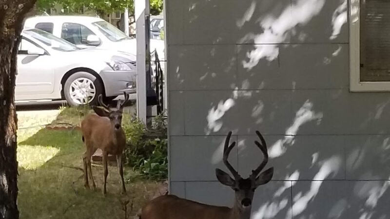 Discovery Park - Yreka, CA