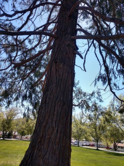 Discovery Park - Yreka, CA