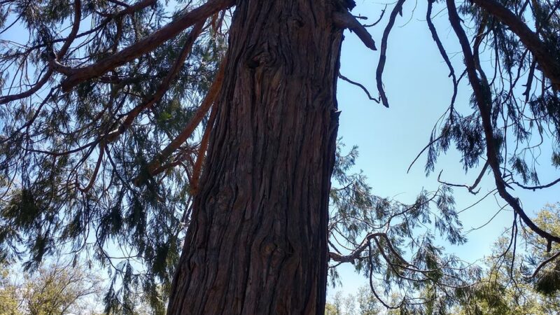 Discovery Park - Yreka, CA