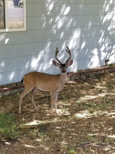 Discovery Park - Yreka, CA